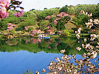 黄桜まつり 黄桜まつり